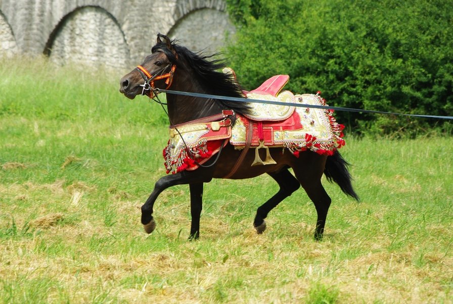 Le Moussem des Cultures 2008 077.jpg